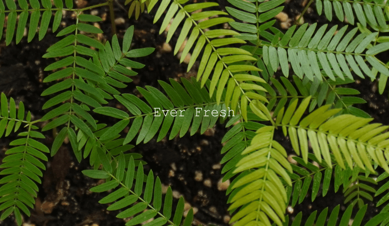 エバーフレッシュ 種から育てる方法 挿し木より難しいけど可愛い Goodwriter