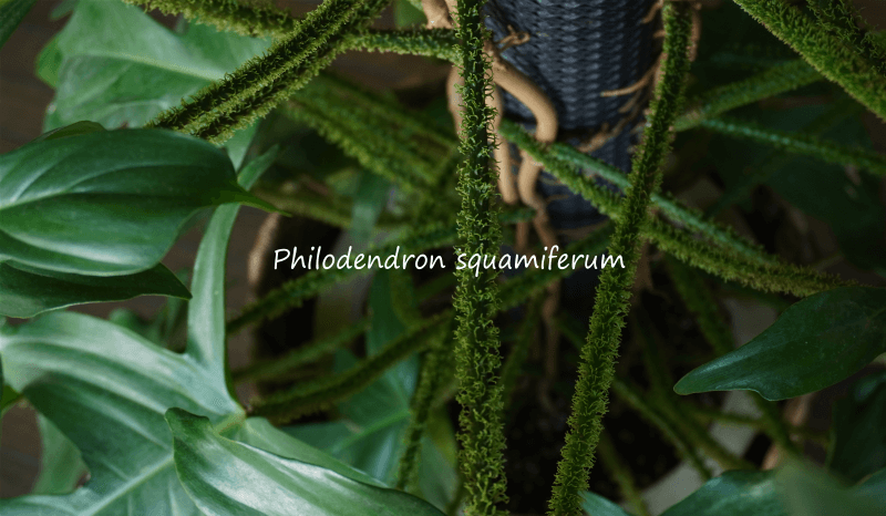 フィロデンドロン スクアミフェルム 植え替えする方法 Goodwriter